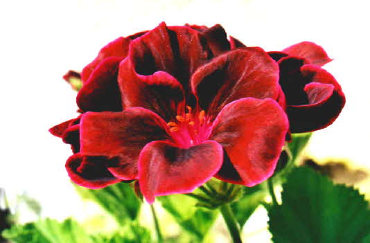 Duftpelargonie Black&Night