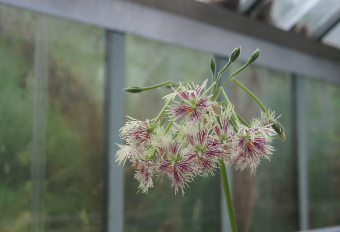 schizopetalum