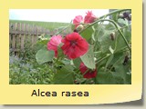 Alcea rasea