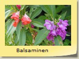 Balsaminen