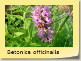 Betonica officinalis