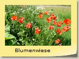 Blumenwiese