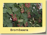 Brombeere