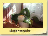 Elefantenohr