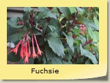 Fuchsie