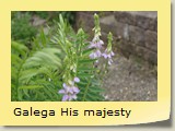 Galega His majesty