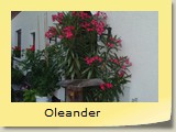 Oleander