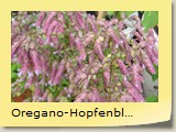 Oregano-Hopfenblte