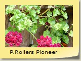 P.Rollers Pioneer