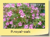 P.royal-oak