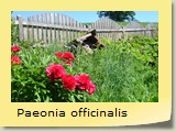 Paeonia officinalis