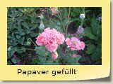 Papaver gefllt