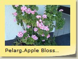 Pelarg.Apple Blossom