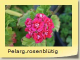 Pelarg.rosenbltig