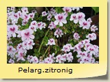 Pelarg.zitronig