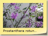 Prostanthera rotundifolia