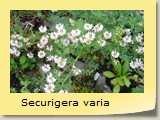 Securigera varia