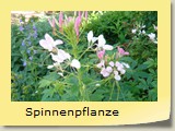 Spinnenpflanze