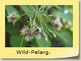 Wild-Pelarg.