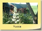 Yucca