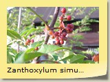 Zanthoxylum simulans