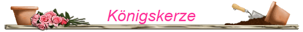K�nigskerze