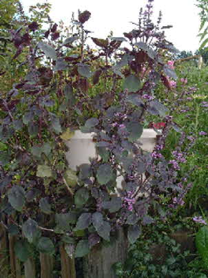 Basilikum wildes Purpur