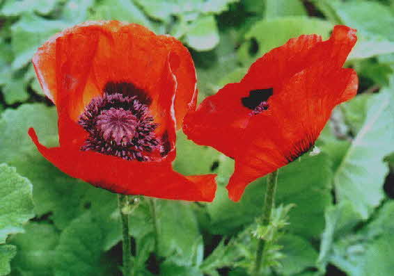 Orientalischer Mohn